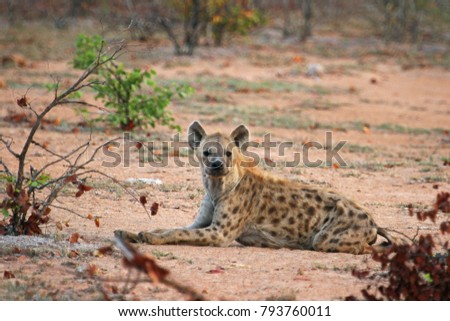 Spotted Hyena lying on ground.