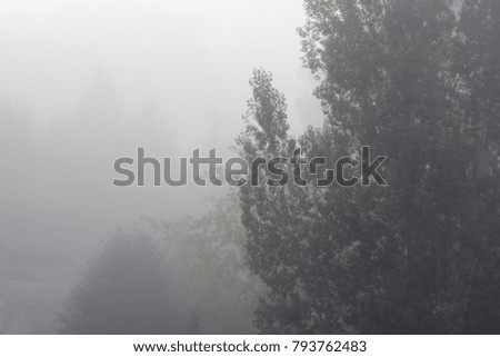 Trees in the fog, copy space