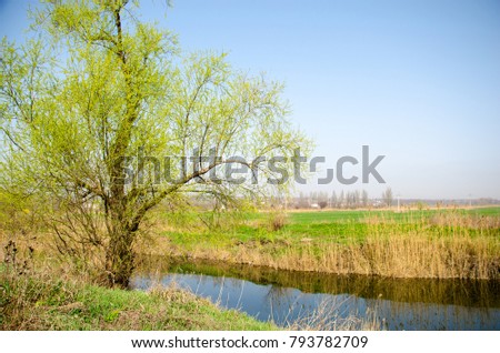 Tree on the bank of the creek.