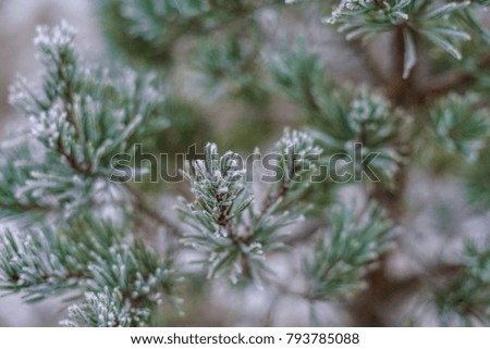Beautiful winter background, hoarfrost branch