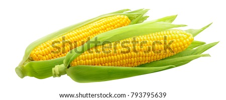 Corncobs or corn ears isolated on white background as package design element Royalty-Free Stock Photo #793795639