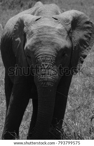 black and white picture of cute young elephant