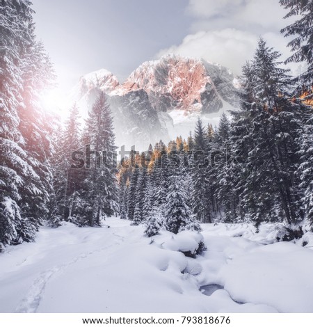Majestic Mountain Winter Landscape. Breathtaking Alpine Highlands in Sunny Day. impressively beautiful Winter Forest under Sunlight. Inscredible Wintry Scene.  Picture of wild area. Postcard