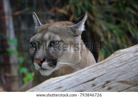 Cougar (Puma concolor) mountain lion, puma, panther, or catamount