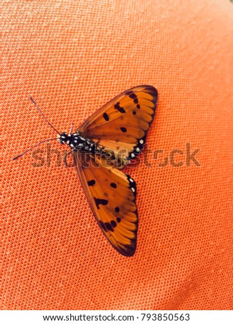 A natural  butterfly on the orange fablic, background and texture.