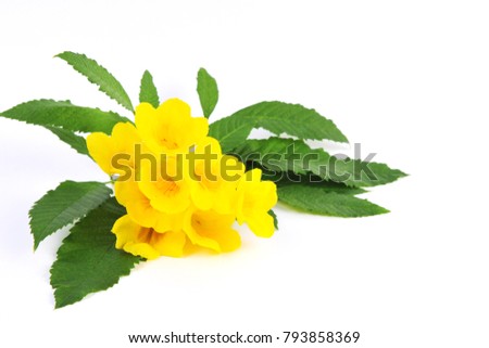 Yellow Elder Flower,Yellow elder, Trumpetbush, Trumpetflower, Yellow trumpet-flower, Yellow trumpetbush,tecoma stans - white background Royalty-Free Stock Photo #793858369