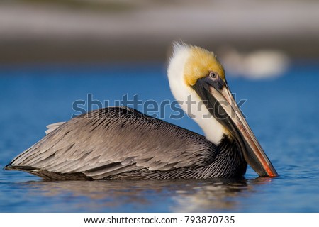 Brown pelican (Pelecanus occidentalis) in Sanibel Island, Florida Royalty-Free Stock Photo #793870735