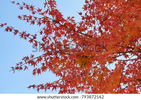 Autumn leaf color change in japan,Colorful in landscape beautiful in nature