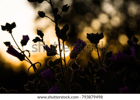 Silhouette of flowers in sunset