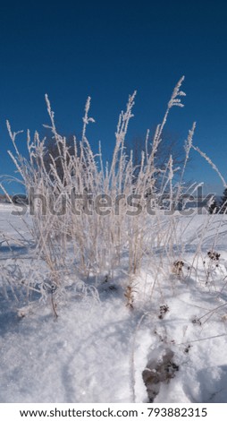 Winter nature snow grass