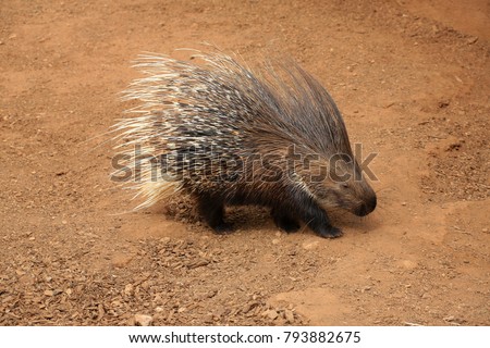 Old World porcupine or Hystricidae (Hystrix cristata) 