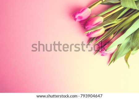 8 March Happy Women's Day. Spring concept. Pink tulips on pink background. Copy space