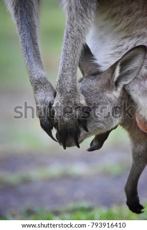 Kangaroo and Her Baby Kangaroo in the Pouch, Australian Animal and Wildlife, Sydney, New South Wales, Australia.