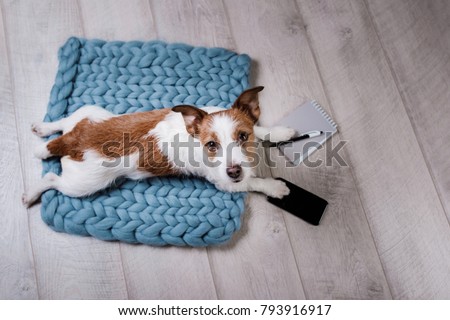 the dog uses the phone and notepad. The pet is at home. Jack Russell Terrier