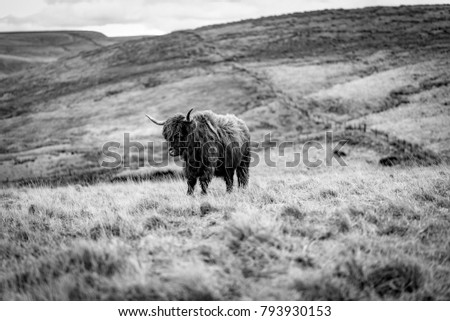 Highland Cow, Grazing, Scotland, Black and White Landscape