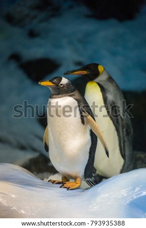 Gentoo Penguin and King Penguin standing on Ice and Snow in fornt of Stones and Ice.