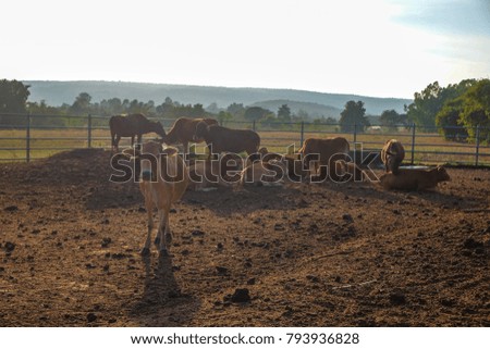 farming landscape picture with a herd of cows while they are relaxing in a cowshed.