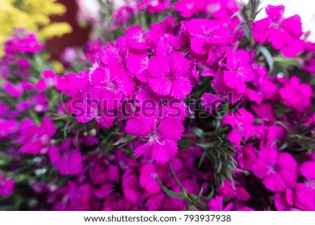 Spring Flowers background for holidays.