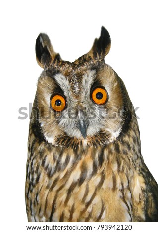 The common long-eared owl, or screech-owl, Asio otus, isolated on white background. The bird with bright orange eyes is looking forward. 
