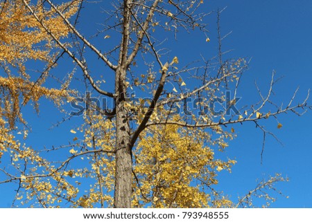 Ginkgo leaves against clear blue sky in autumn, South Korea
