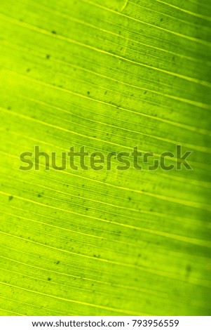 Tropical plant leaf texture