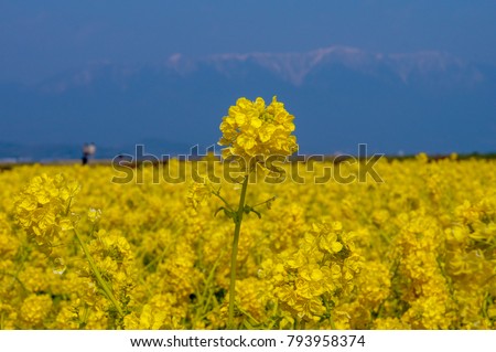 hira mountain and canola flower