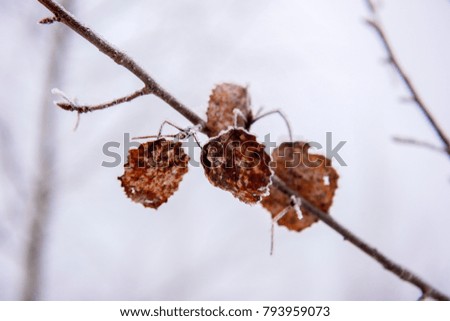 autumn leaves with hoarfrost in winter on a branch