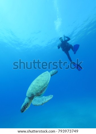 scuba diver watching turtle underwater