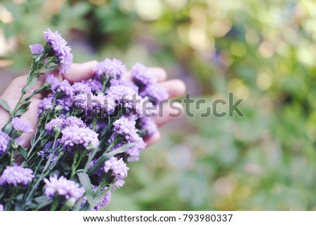 Woman hand holding bunch of Purple Marguerite daisy flowers in green nature background.Ultra violet for 2018