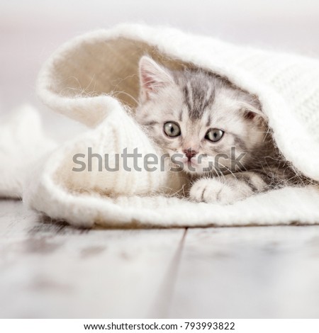 Curious gray kitten. Little cat at home. Small pet