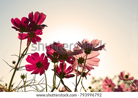 Low angle close up macro photo of Red Cosmos flowers in morning Sun. Warm solar in winter behind Cosmos flower made corolla translucent to show it’s surface and change from red to pink flower.