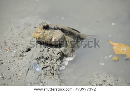 Mudskipper, Amphibious fish, Fish on the mangrove.