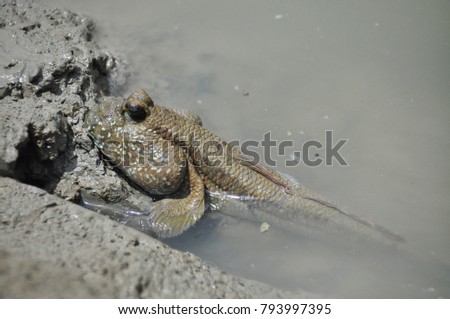 Mudskipper, Amphibious fish, Fish on the mangrove.