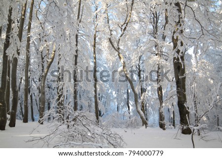 Winter in the woods, snow on the branches, blue sky