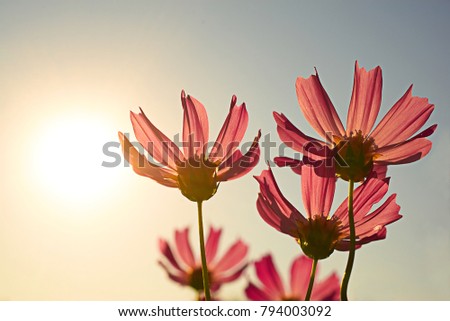 High resolution low angle close up macro photography of beautiful red flower over sunrise in winter with copy space. Warm sunshine made red petal transparently and turn in to pink flower.