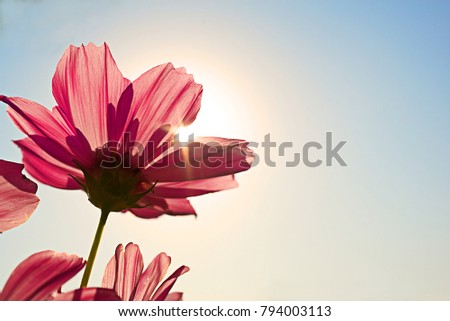 High resolution low angle close up macro photography of beautiful red flower in front of sunrise in winter with copy space. Warm sunshine made red petal transparently and turn in to pink flower. Royalty-Free Stock Photo #794003113