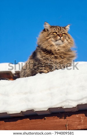 big proud siberian cat on snow blue sky