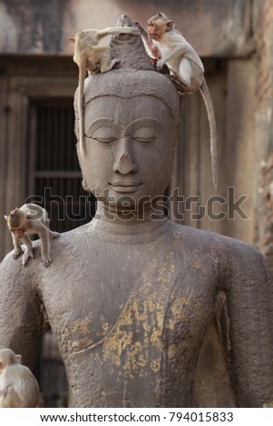 Children Monkey standing playing on ancient Buddha head statue, Candid animal wildlife picture waiting for food, group of mammal on historical travel destination in Asia