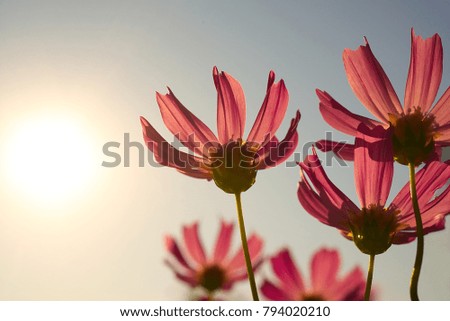 High resolution low angle close up macro photography of beautiful red flower in front of morning sun in winter with copy space. Warm sunshine made red petal transparently and turn in to pink flower.