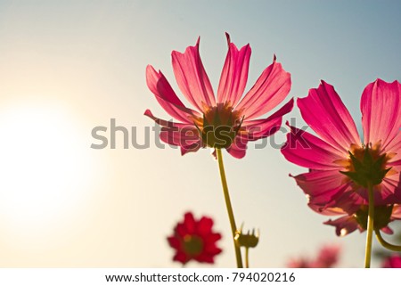 High resolution low angle close up macro photography of beautiful red flower in front of morning sun in winter with copy space. Warm sunshine made red petal transparently and turn in to pink flower.