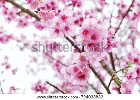 Pink sakura flowers blooming on tree white sky bokeh background, soft light background (Thailand's sakura),Nature Landscape and Fresh Flower Background,Winter Vintage Style Selective focus