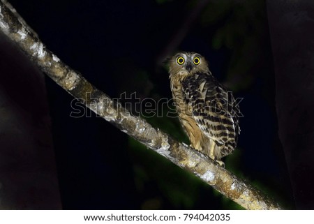  Buffy fish owl in nature