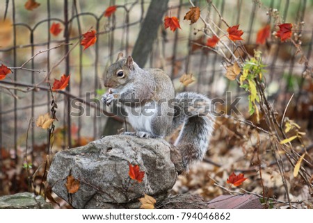 Grey Squirrel on an Autumn Day