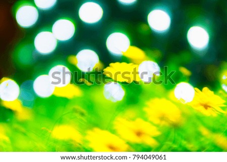 Flower blur in the light bokeh background.