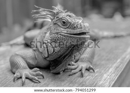Good Looking Iguana In Black And White 
