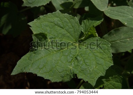 Lotus leaf Mexican sunflower