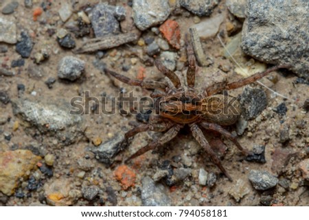 Trochosa species wolf spider on heathland 