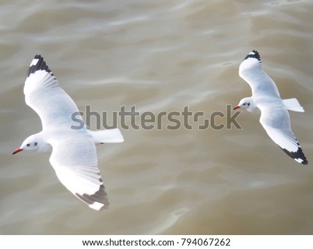 Seagulls flying over the water.