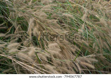 (syn. Panicum verticillatum (L.) Botanical and agricultural characteristics Is a single season plant It is quite a clump.