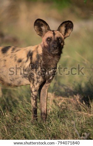 A vertical, colour photograph of an African wild dog, Lycaon pictus, standing and looking at the camera in side light in the Okavango Delta, Botswana.